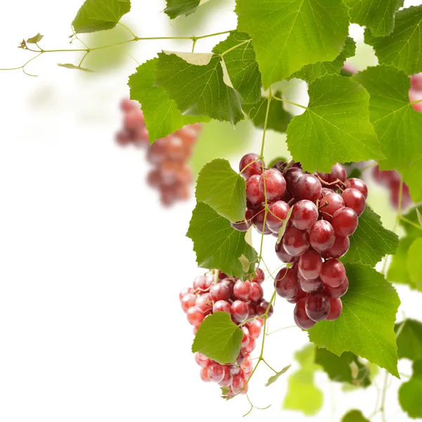 Ruby_Roman_Seedless_Grapes_Hybrid_Fruit_Plant_Air_Learning_Grafted