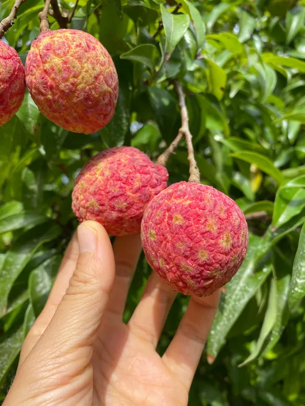 China_-_3_Litchi_Hybrid_Fruit_Plant_Air_Layering_Grafted_Plant