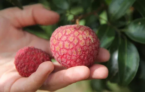 China_-_3_Litchi_Hybrid_Fruit_Plant_Air_Layering_Grafted_Plant