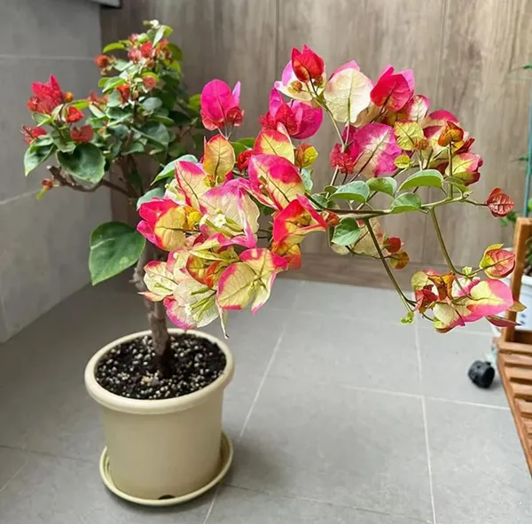 Golden_Chitra_Bougainvillea_Flower_Live_Plant