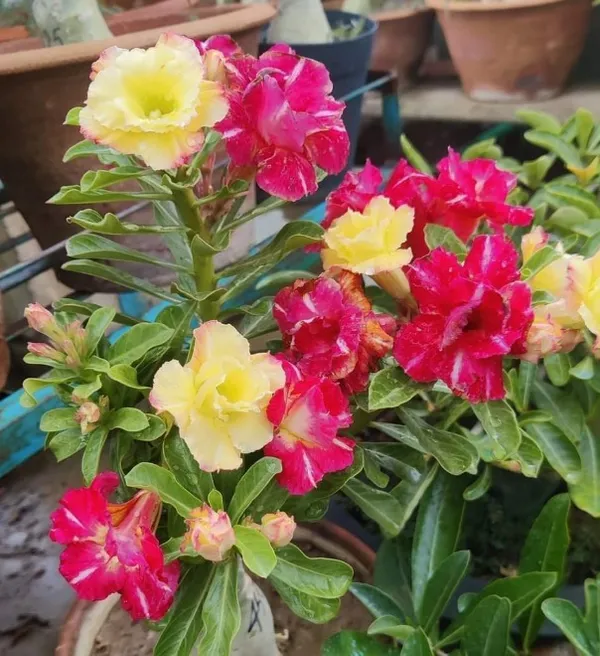 Adenium_Multi_Colour_Flower_Hybrid_Plant