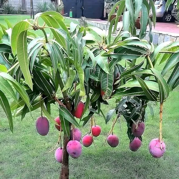 Thai_Bari_Mango_Hybrid_Grafted_Fruit_Plant
