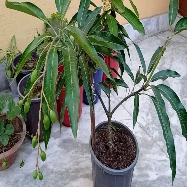 Zama_Alphonso_Mango_Hybrid_Fruit_Plant
