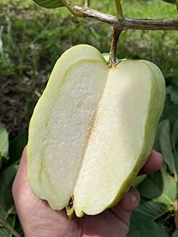 Thai_White_Diamond_Guava_Seedless_Hybrid_Plant