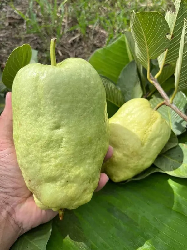 Thai_White_Diamond_Guava_Seedless_Hybrid_Plant