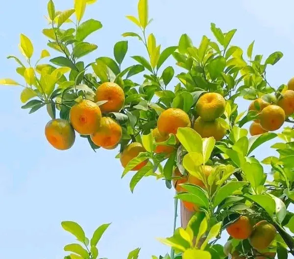 Vietnam_Sweet_Orange/Santra_Grafted_Fruit_Plant