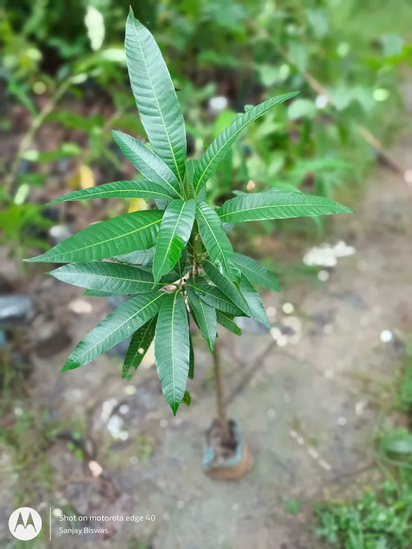 Thai_Long_Banana_Mango_Grafted_Fruit_Plant