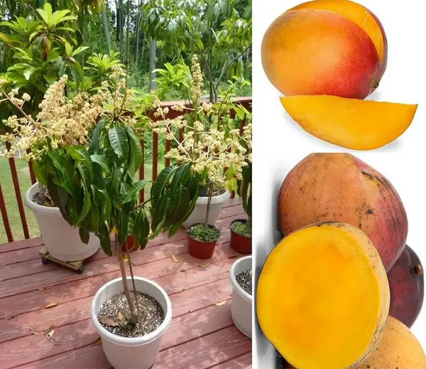 All_Time_Vastara_Mango_Hybrid_Grafted_Plant
