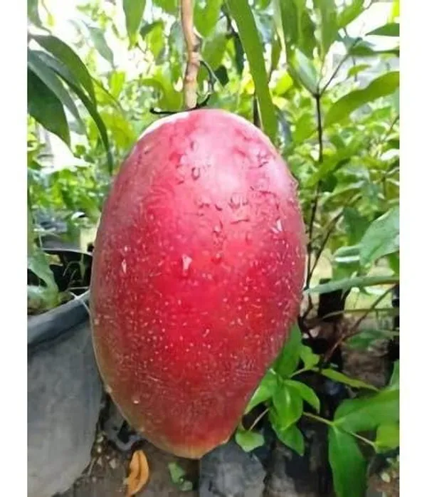 Sindhu_Toka_Red_Mango_Grafted_Fruit_Plant