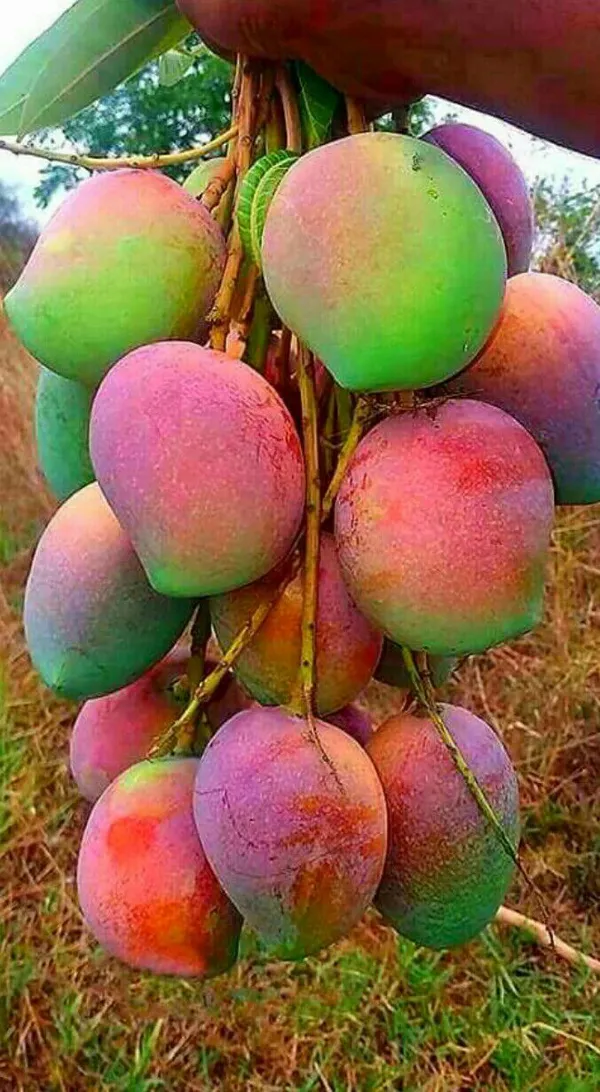 Gulab_Khas_Mango_Hybrid_Grafted_Plant