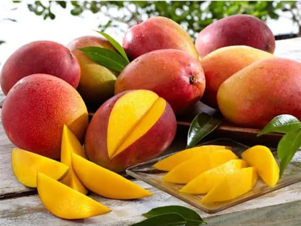 Gulab_Khas_Mango_Hybrid_Grafted_Plant