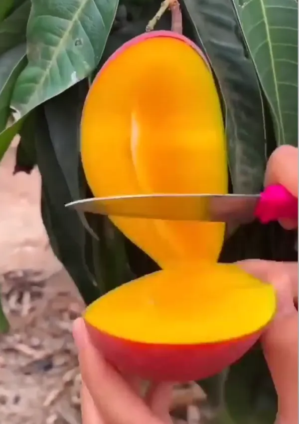Sindhu_Mango_Hybrid_Grafted_Plant