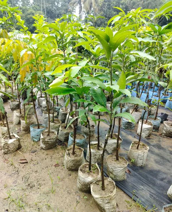 Thai_King_Of_Dok_Mai_Mango_Hybrid_Grafted_Plant