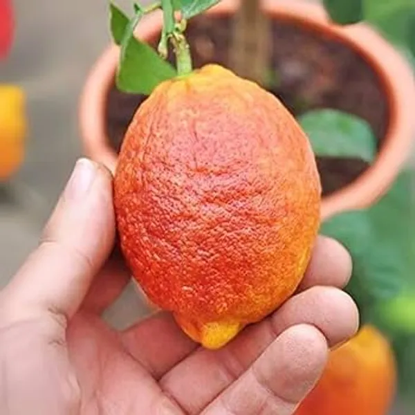 Thai_Variety_Red_Lemon_Hybrid_Fruit_Plant