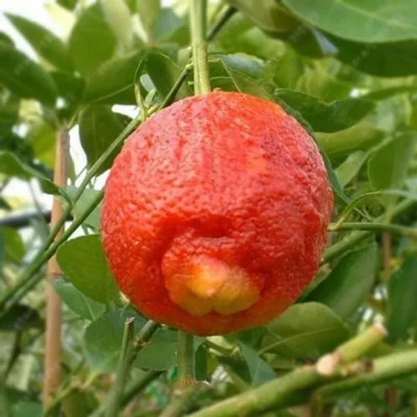 Thai_Variety_Red_Lemon_Hybrid_Fruit_Plant