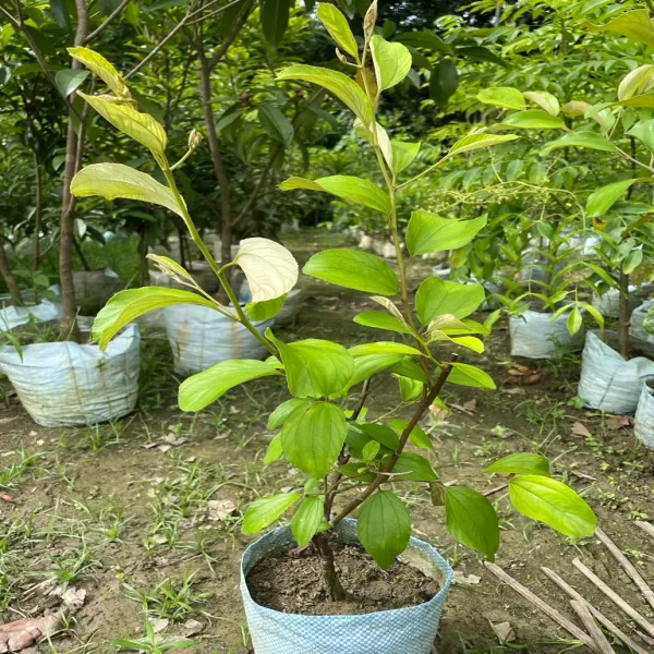 Thai_Seedless_Apple_Ber_Grafted_Fruit_Plant