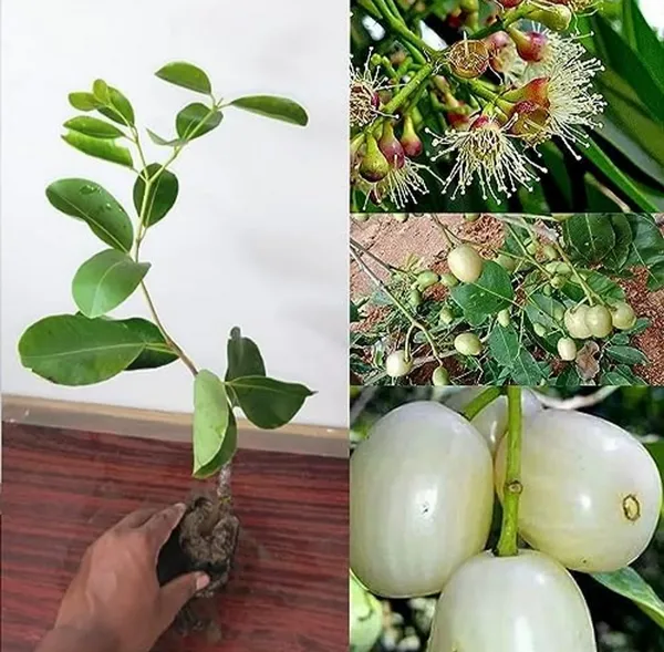 Thai_White_Jamun_Hybrid_Fruit_Plant