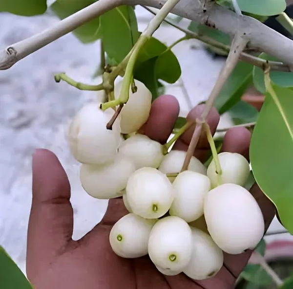 Thai_White_Jamun_Hybrid_Fruit_Plant