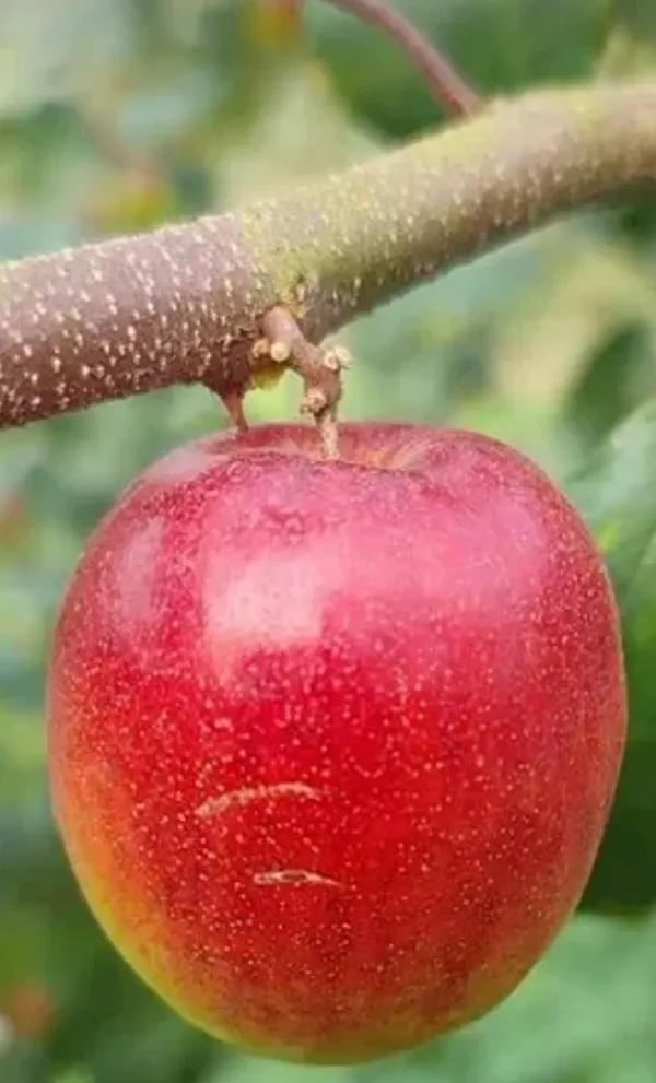 Miss_India_Apple_Ber_Hybrid_Fruit_Plant