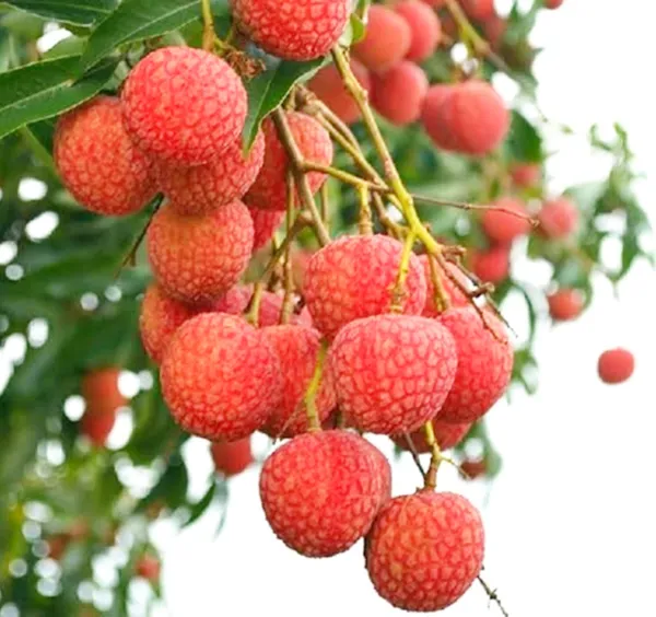 Muzaffar_Shahi_Litchi_Hybrid_Fruit_Plant_Air_Layering_Grafted
