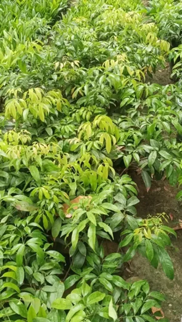 Muzaffar_Shahi_Litchi_Hybrid_Fruit_Plant_Air_Layering_Grafted