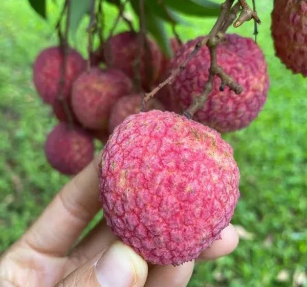 Muzaffar_Shahi_Litchi_Hybrid_Fruit_Plant_Air_Layering_Grafted