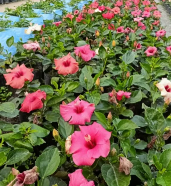 Australian_Variety_Hibiscus_Hybrid_Flower_Live_Plant