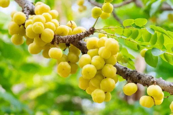 Gooseberry_Hybrid_Fruit_Plant