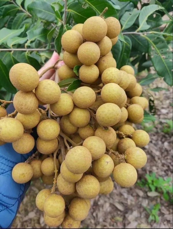 Thai_All_Time_Langon_Litchi_Hybrid_Fruit_Plant