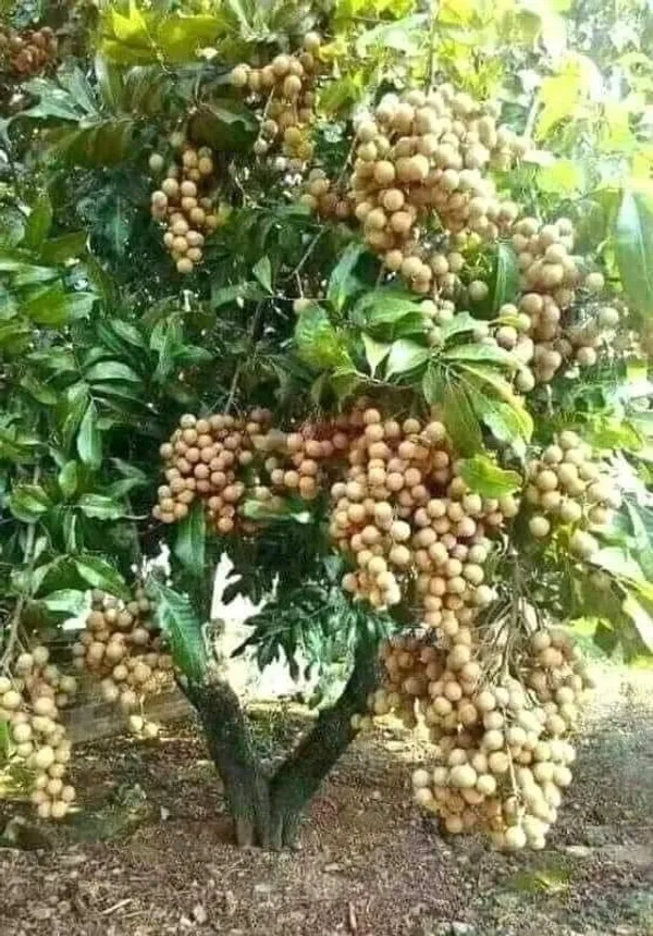 Thai_All_Time_Langon_Litchi_Hybrid_Fruit_Plant