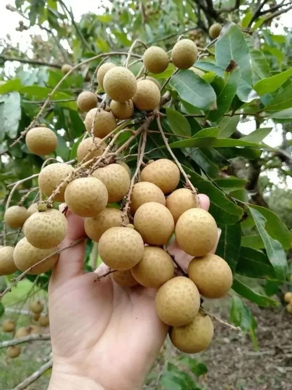 Thai_All_Time_Langon_Litchi_Hybrid_Fruit_Plant