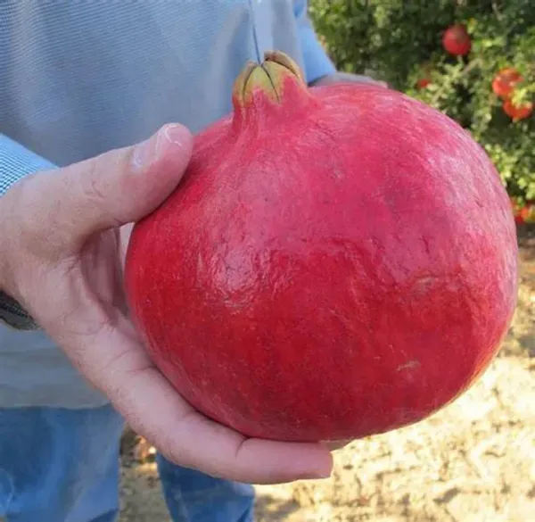 Australian_Pomegranate/Anar_Hybrid_Fruit_Plant