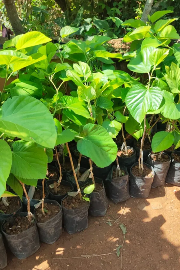 Mulberry_Shahtoot_Hybrid_Fruit_Plant