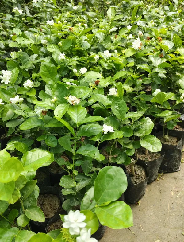 Arabian_Jasmine_Hybrid_Flower_Plant