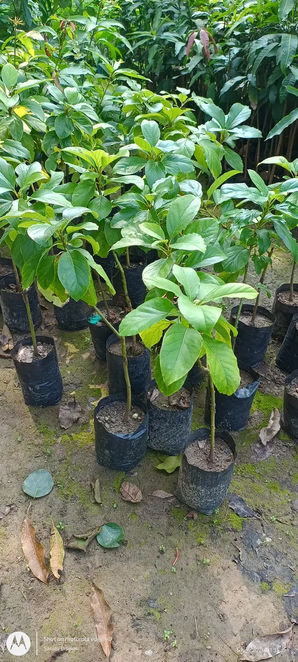 Thai_Avocado_Hybrid_Fruit_Plant