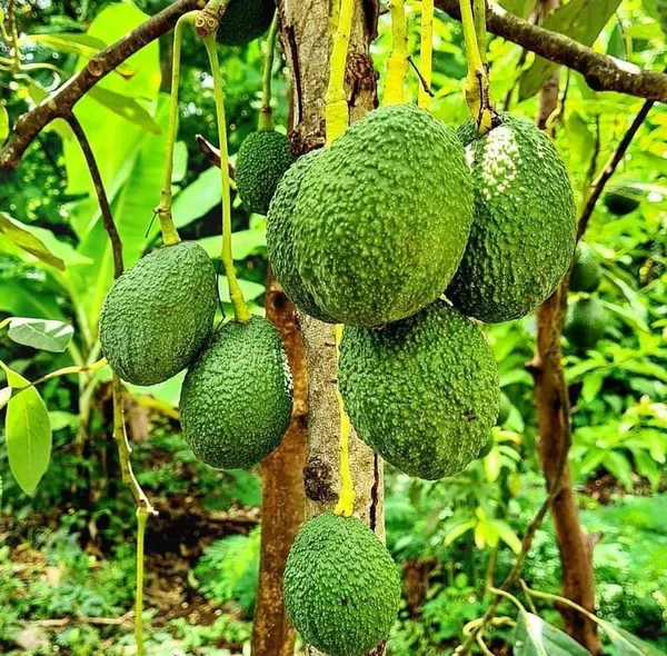 Thai_Avocado_Hybrid_Fruit_Plant