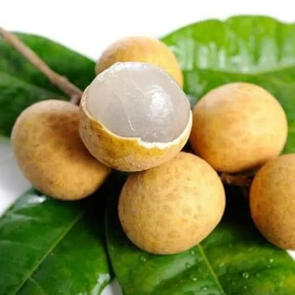 Thai_All_Time_Langon_Litchi_Grafted_Fruit_Plant