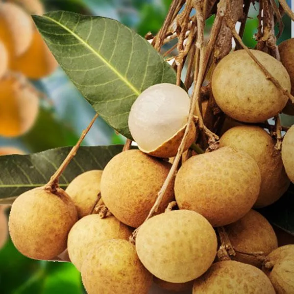 Thai_All_Time_Langon_Litchi_Grafted_Fruit_Plant