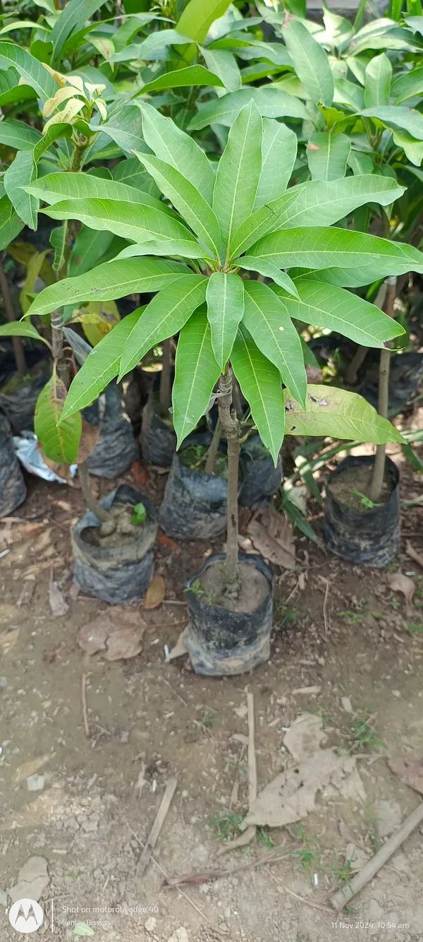 Thai_Brunei_King_Mango_Grafted_Fruit_Plant