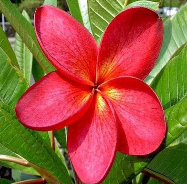 Plumeria_Hybrid_Flower_Plant