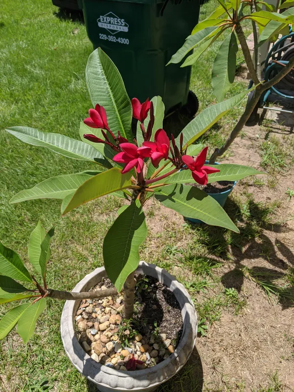 Plumeria_Hybrid_Flower_Plant