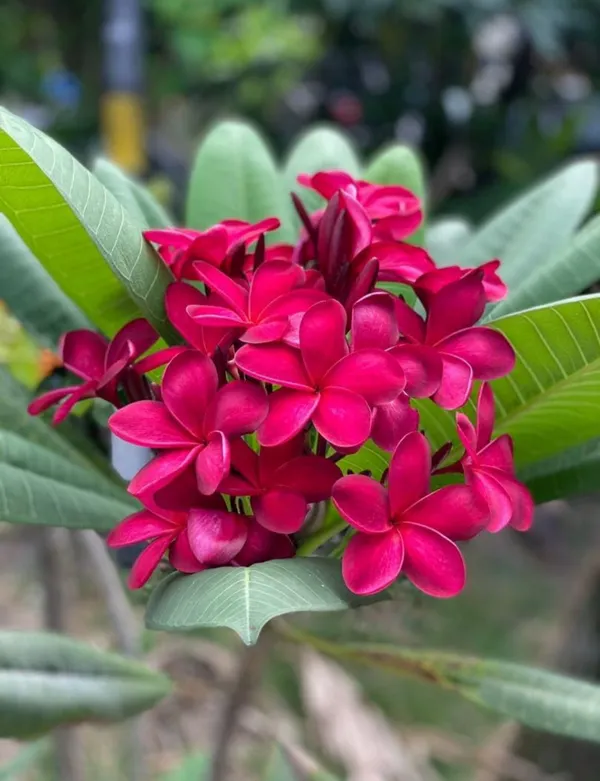 Plumeria_Hybrid_Flower_Plant