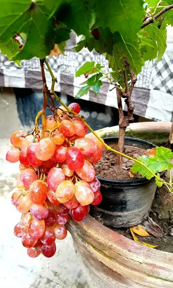 Sharad_Seedless_Pink_Grape_Hybrid_Fruit_Plant_Air_Layering_Grafted