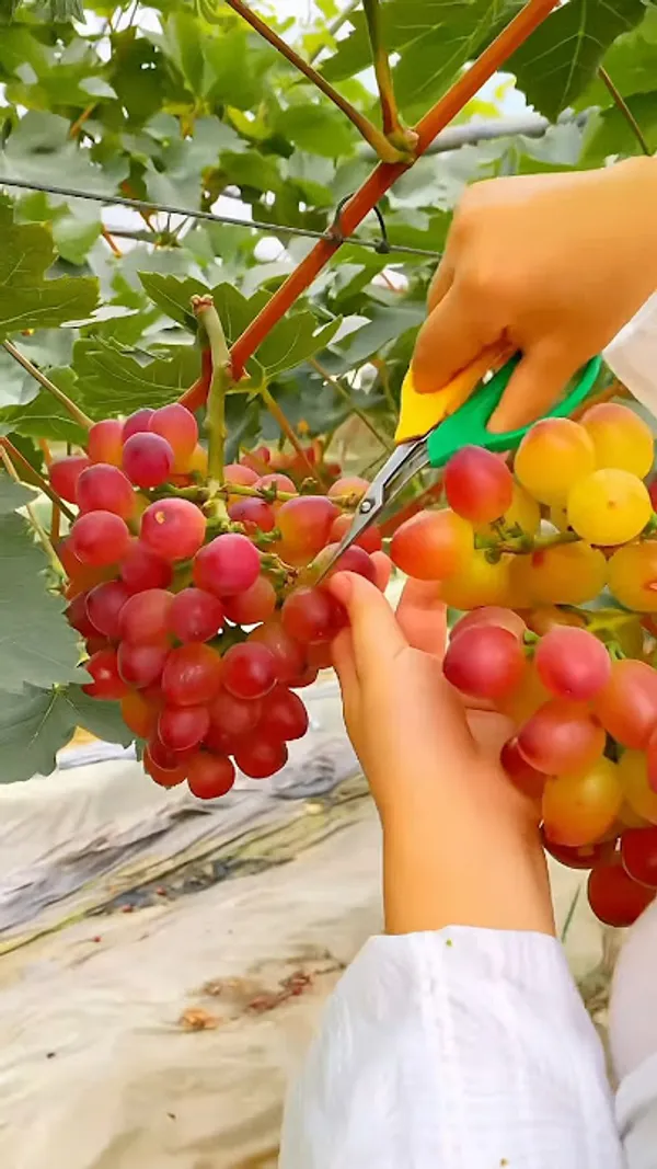 Sharad_Seedless_Pink_Grape_Hybrid_Fruit_Plant_Air_Layering_Grafted