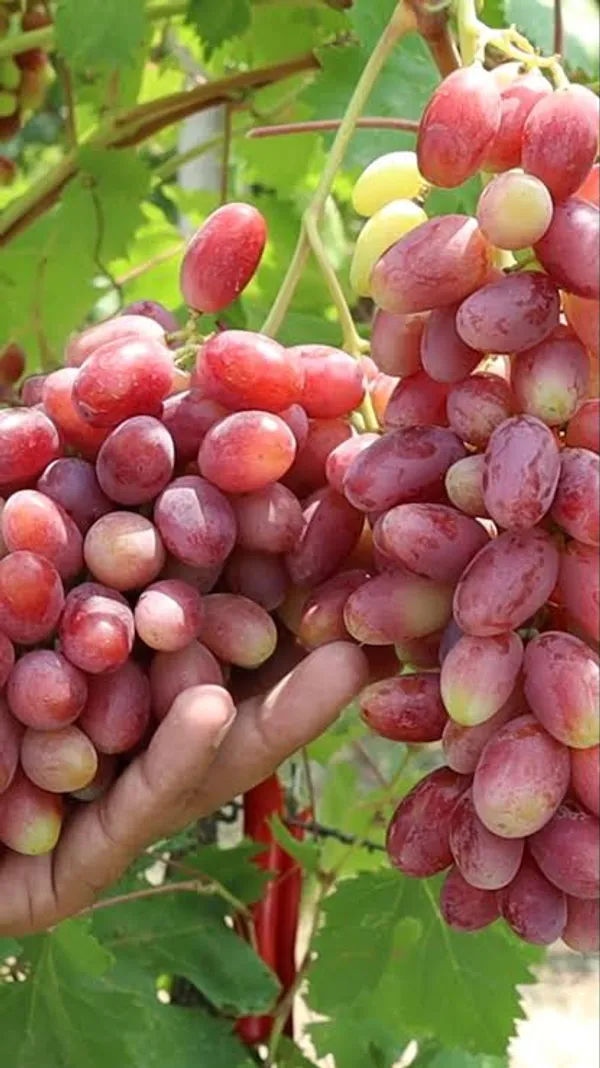 Sharad_Seedless_Pink_Grape_Hybrid_Fruit_Plant_Air_Layering_Grafted