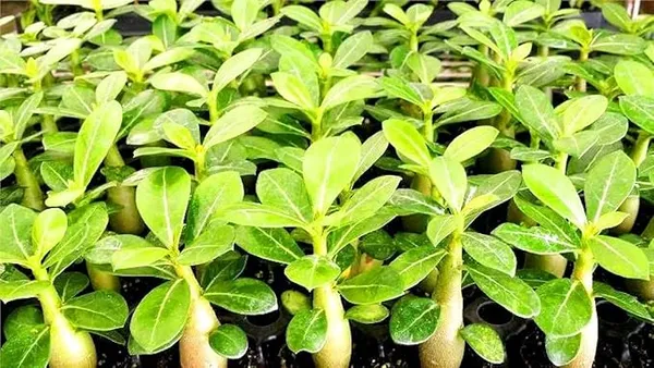 Adenium_Rose_Varieties_Hybrid_Flower_Live_Plant
