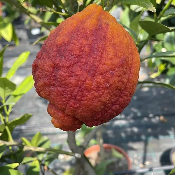 Thai_Variety_Red_Lemon_Hybrid_Fruit_Plant