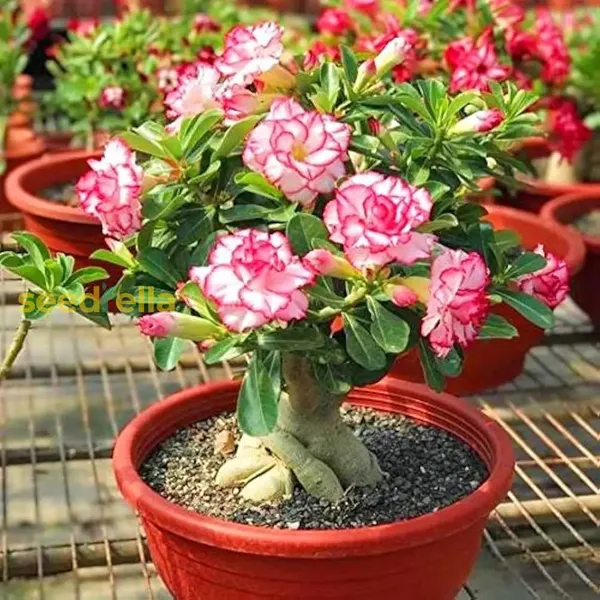 Adenium_Hybrid_Dwarf_Variety_Flower_Plant