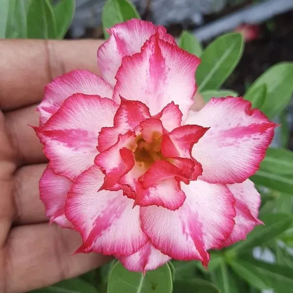Adenium_Hybrid_Dwarf_Variety_Flower_Plant