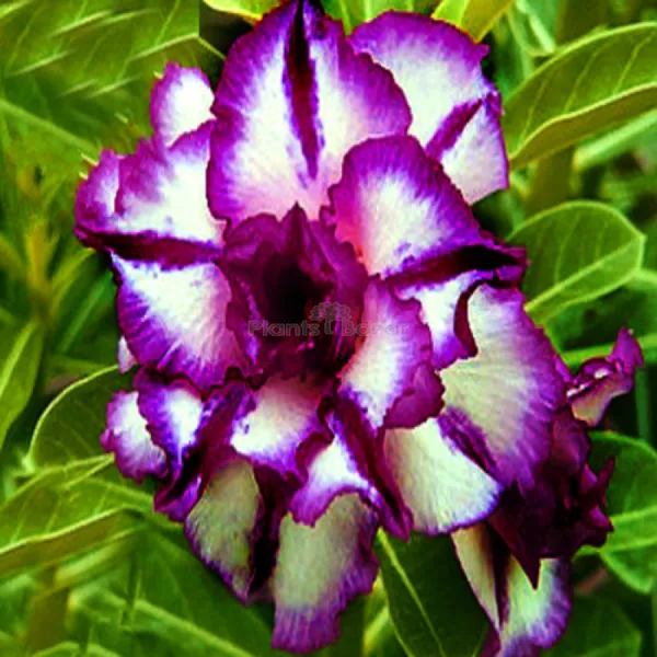 Rose_Variety_Adenium_Hybrid_Flower_Plant